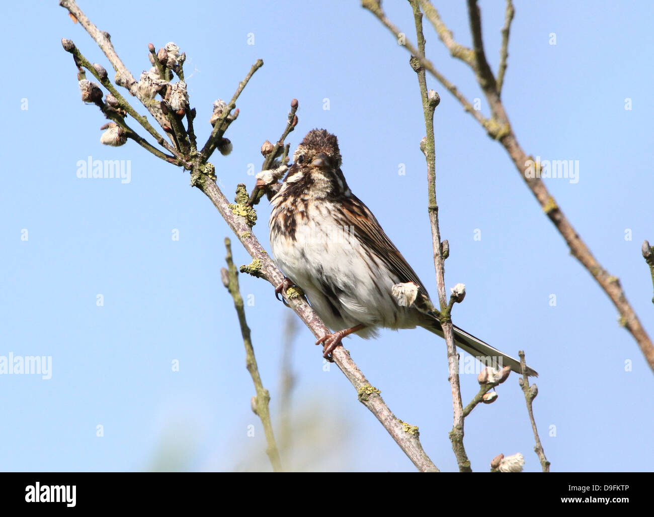 Female Reed Bunting  (Emberiza schoeniclus) posing on a branch Stock Photo