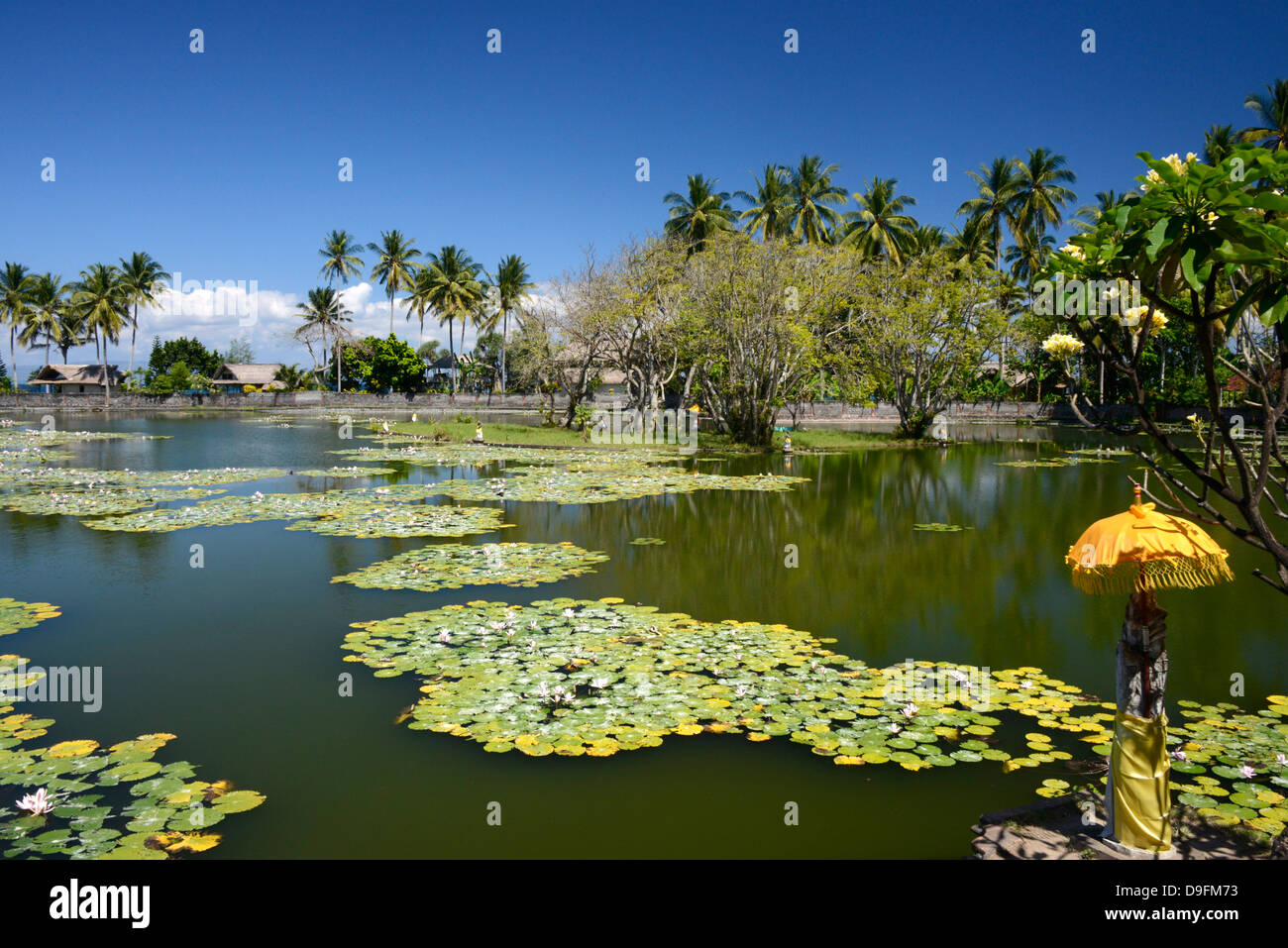 Lily pond, Candi Dasa, Bali, Indonesia, Southeast Asia Stock Photo