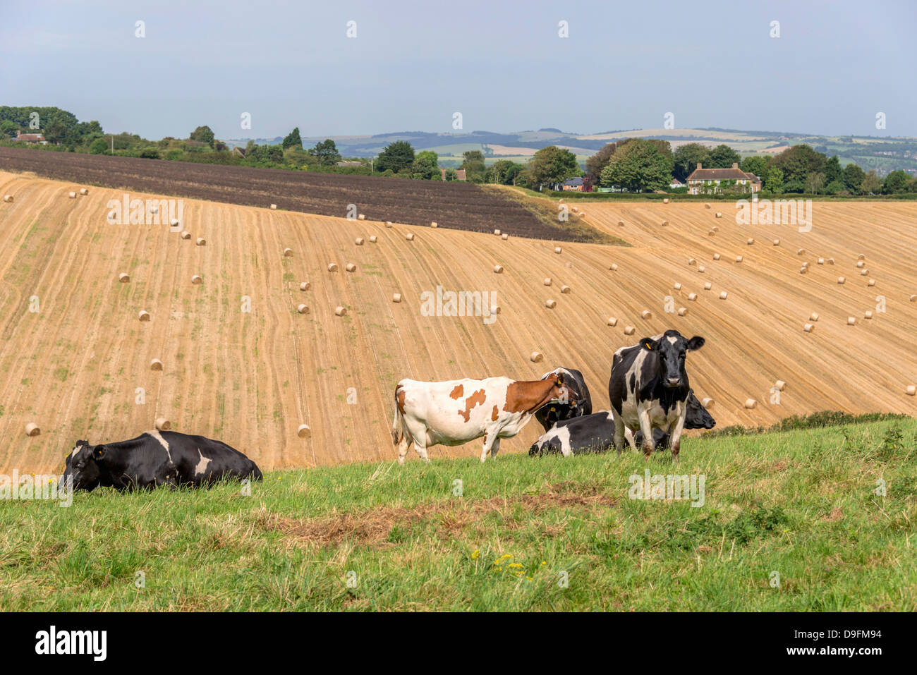 Cattle in field with farmland beyond, UK Stock Photo