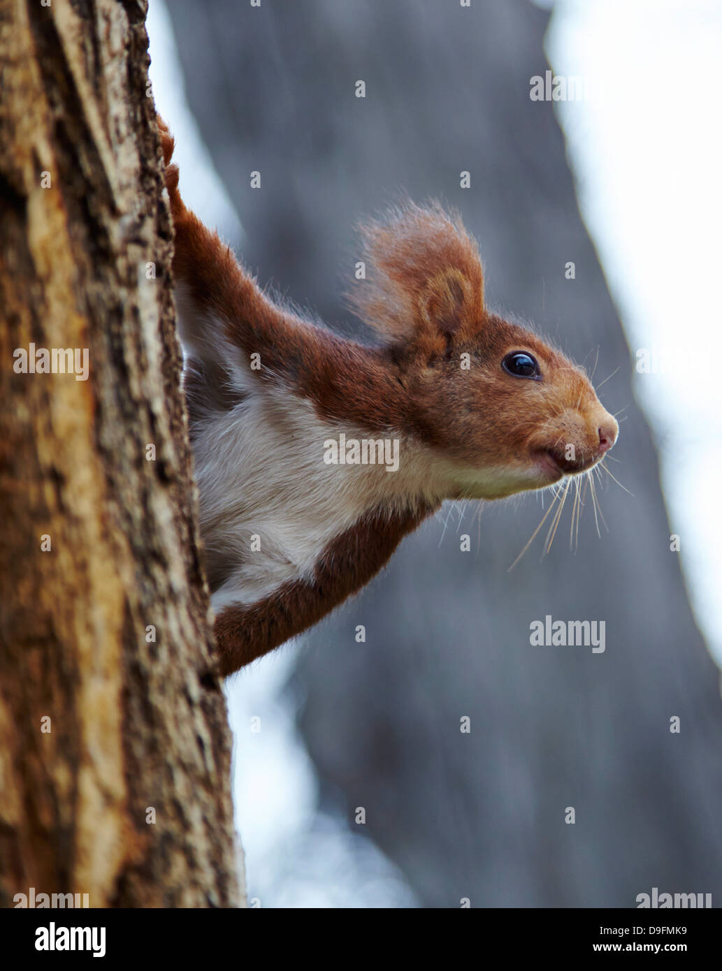 Red squirrel in Parque del Retiro, Madrid, Spain Stock Photo