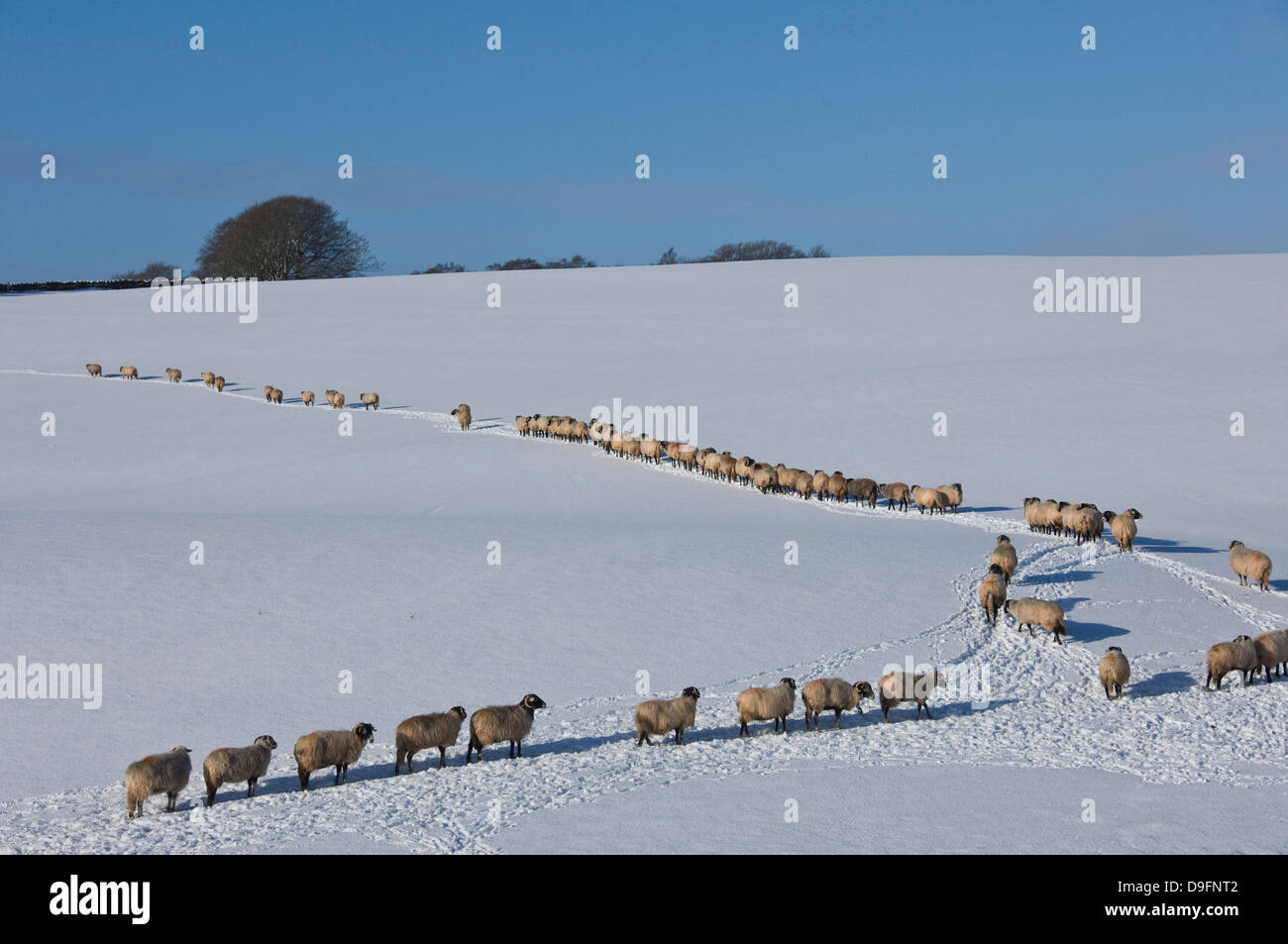 A file of sheep across snow, Lower Pennines, Eden Valley, Cumbria, England, UK Stock Photo
