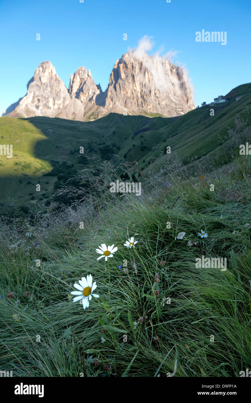 Italian wild flowers hi-res stock photography and images - Alamy