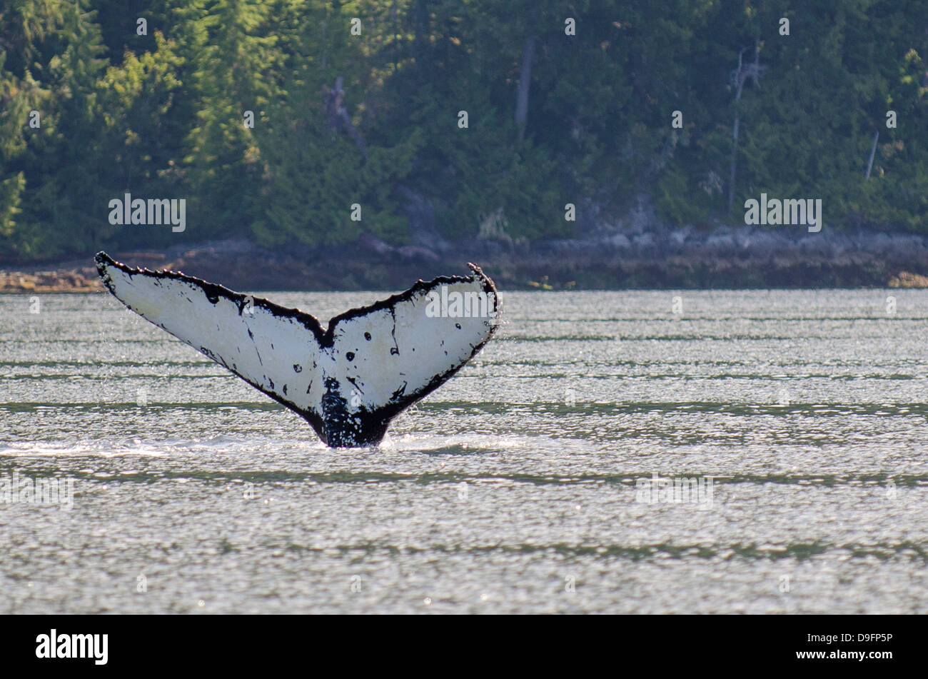 Humpback whales in Quatsino Sound, Port Alice, Vancouver Island, British Columbia, Canada Stock Photo