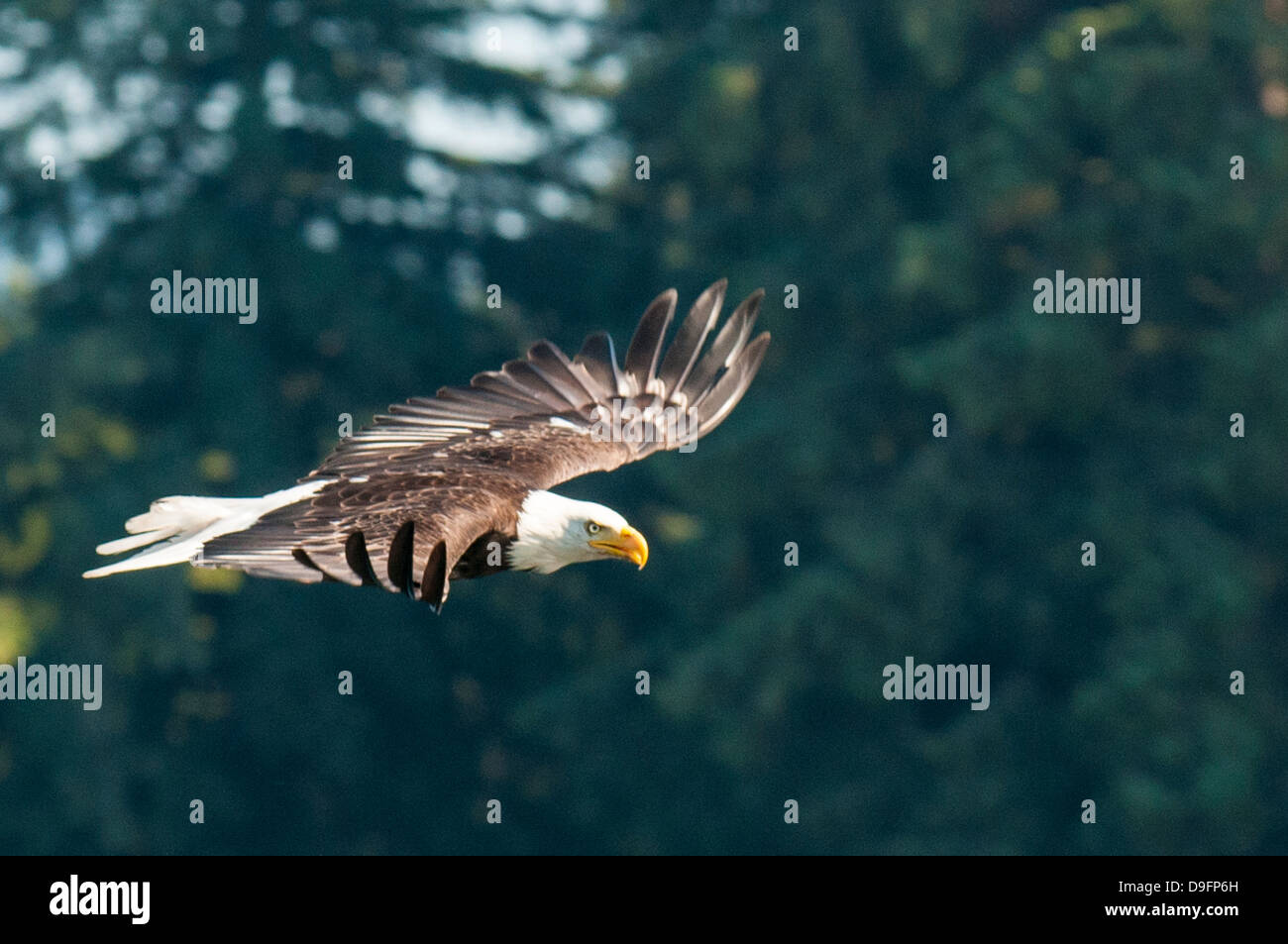 Bald eagle (Haliaeetus leucocephalus) near Prince Rupert, British Columbia, Canada Stock Photo