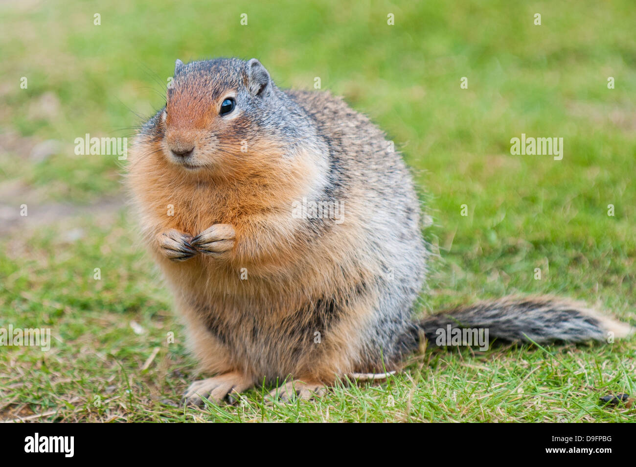 Columbian ground squirrel (Spermophilus columbianus), Barkersville, British Columbia, Canada Stock Photo
