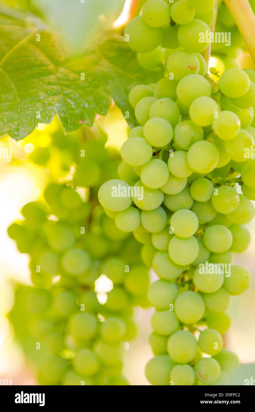 Grape vines in Kelowna, British Columbia, Canada Stock Photo