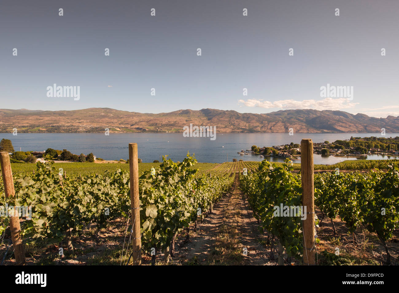 Grape vines and Okanagan Lake at Quails Gate Winery, Kelowna, British