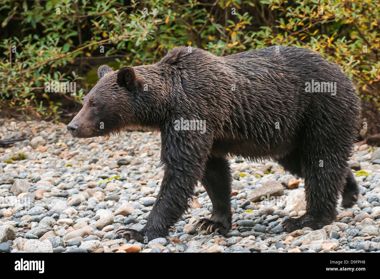 Brown or grizzly bear (Ursus arctos) fishing for salmon in Great Bear Rainforest, British Columbia, Canada Stock Photo