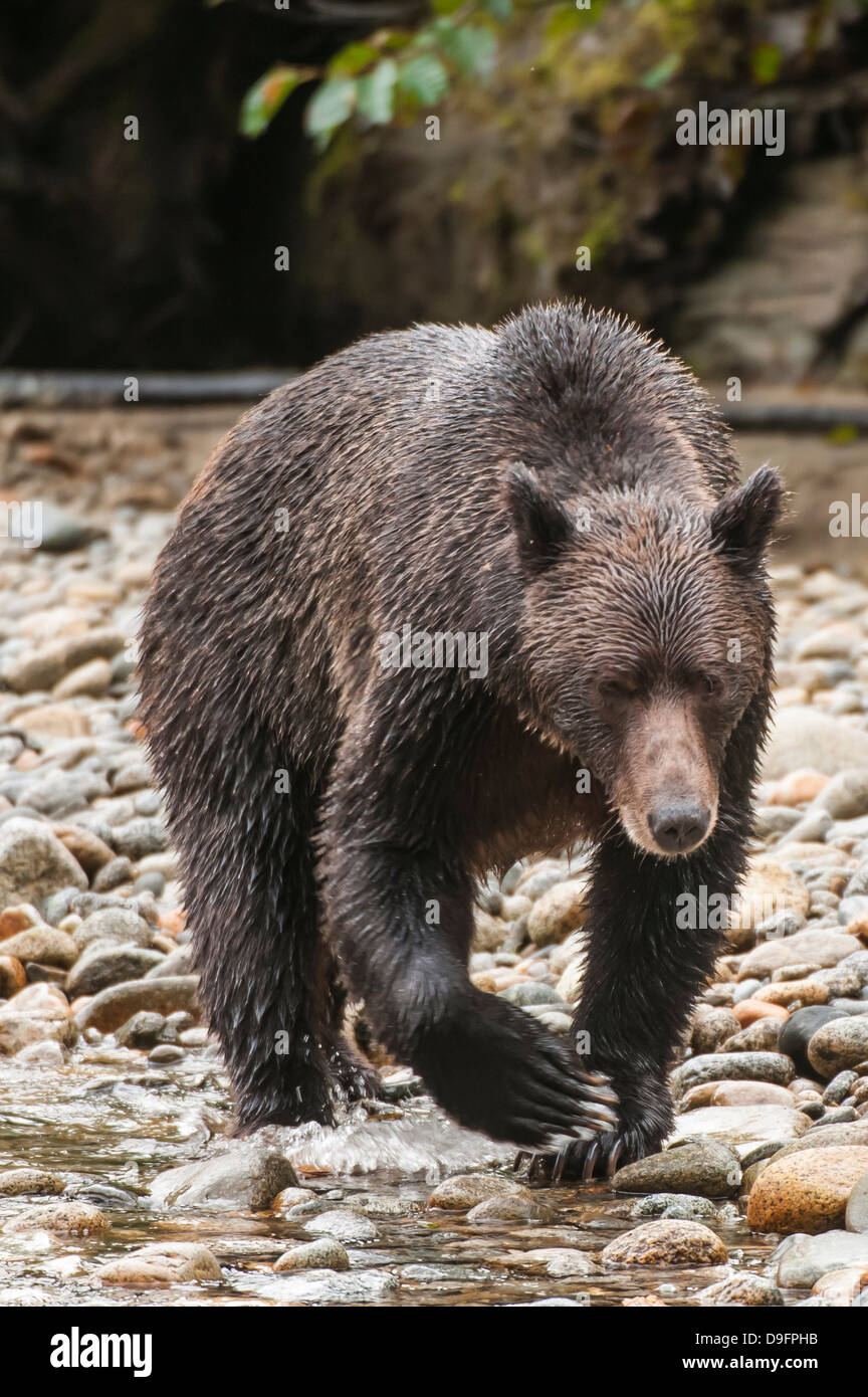 Brown or grizzly bear (Ursus arctos) fishing for salmon in Great Bear Rainforest, British Columbia, Canada Stock Photo