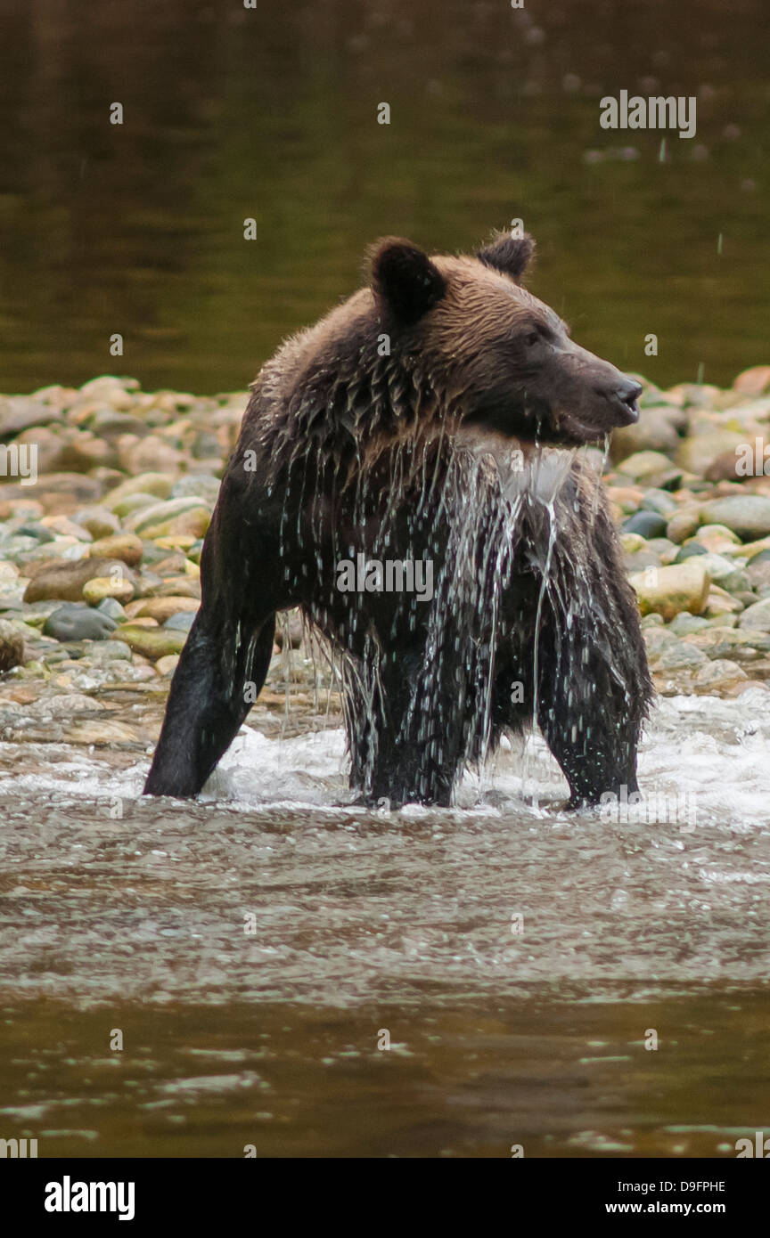 Brown or grizzly bear (Ursus arctos) fishing for salmon in Great Bear Rainforest, British Columbia, Canada Stock Photo