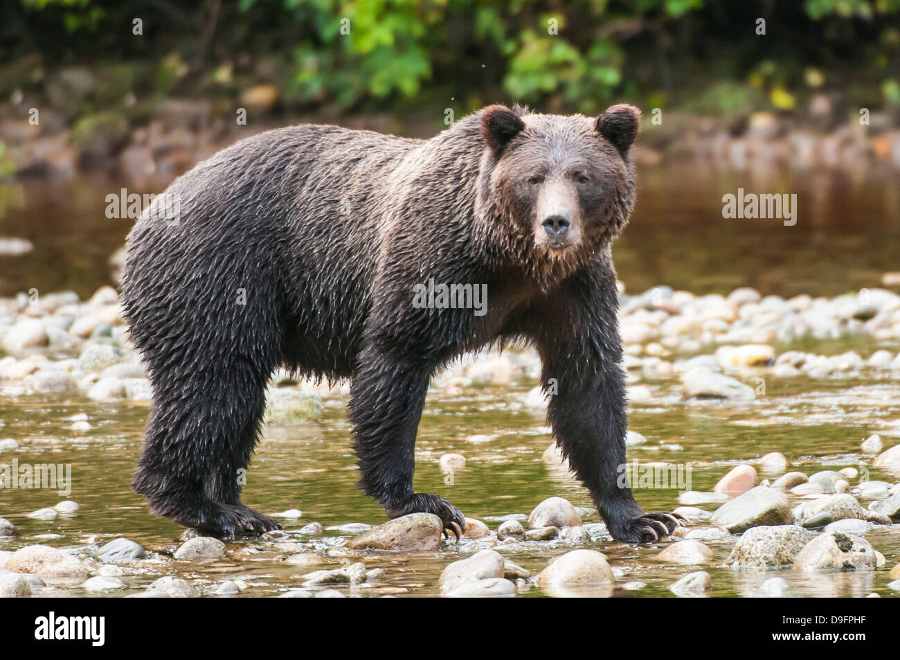 Brown or grizzly bear (Ursus arctos) fishing for salmon in Great Bear Rainforest, British Columbia, Canada Stock Photo