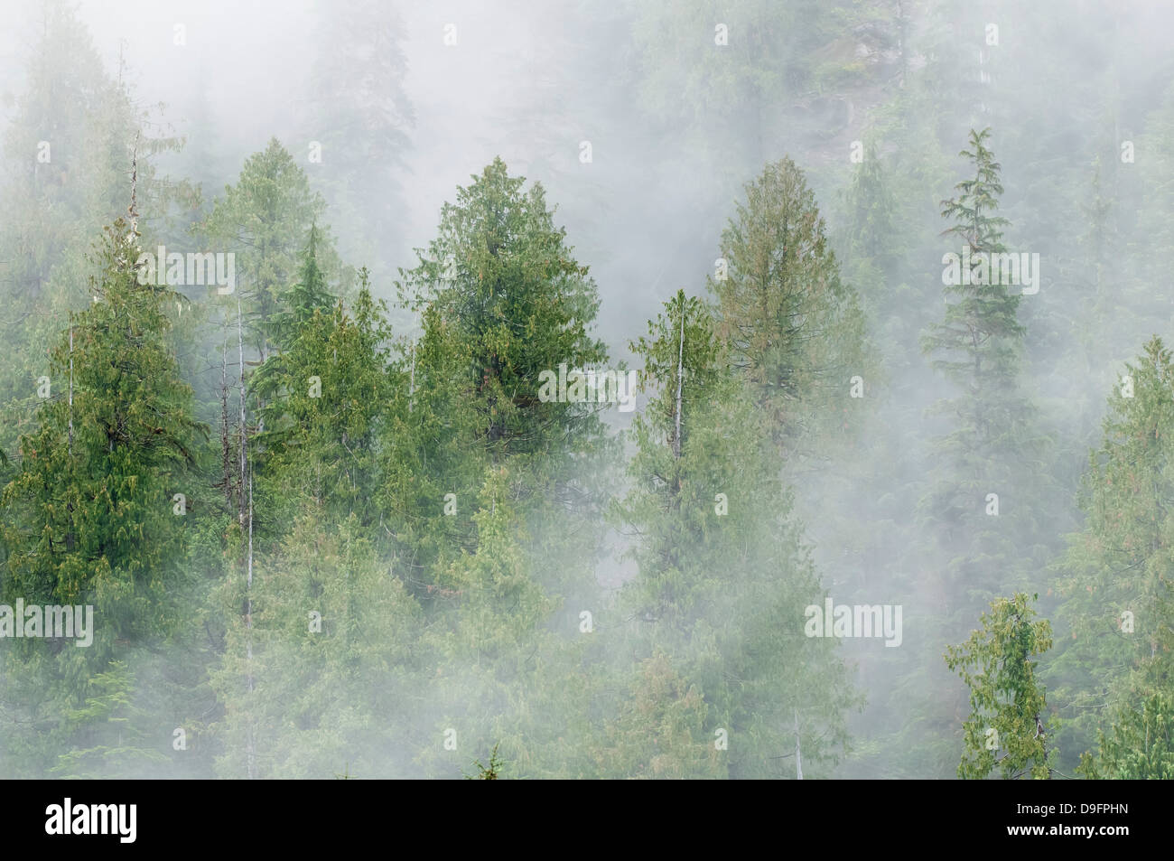 Mist covered pine trees in Great Bear Rainforest, British Columbia, Canada Stock Photo