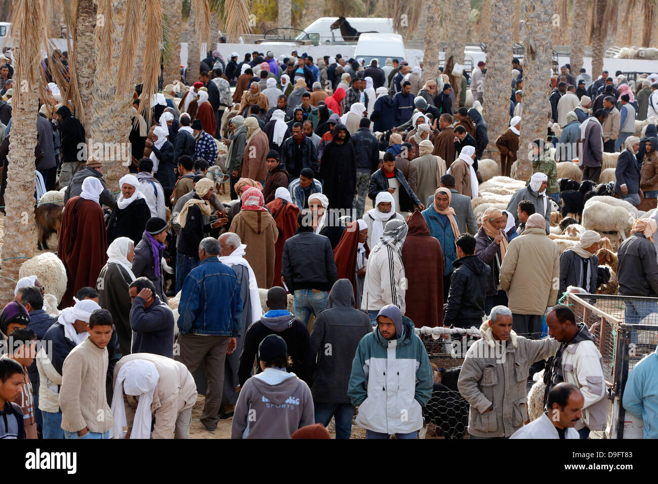 Weekly cattle market in Douz, southern Tunisia, Africa Stock Photo