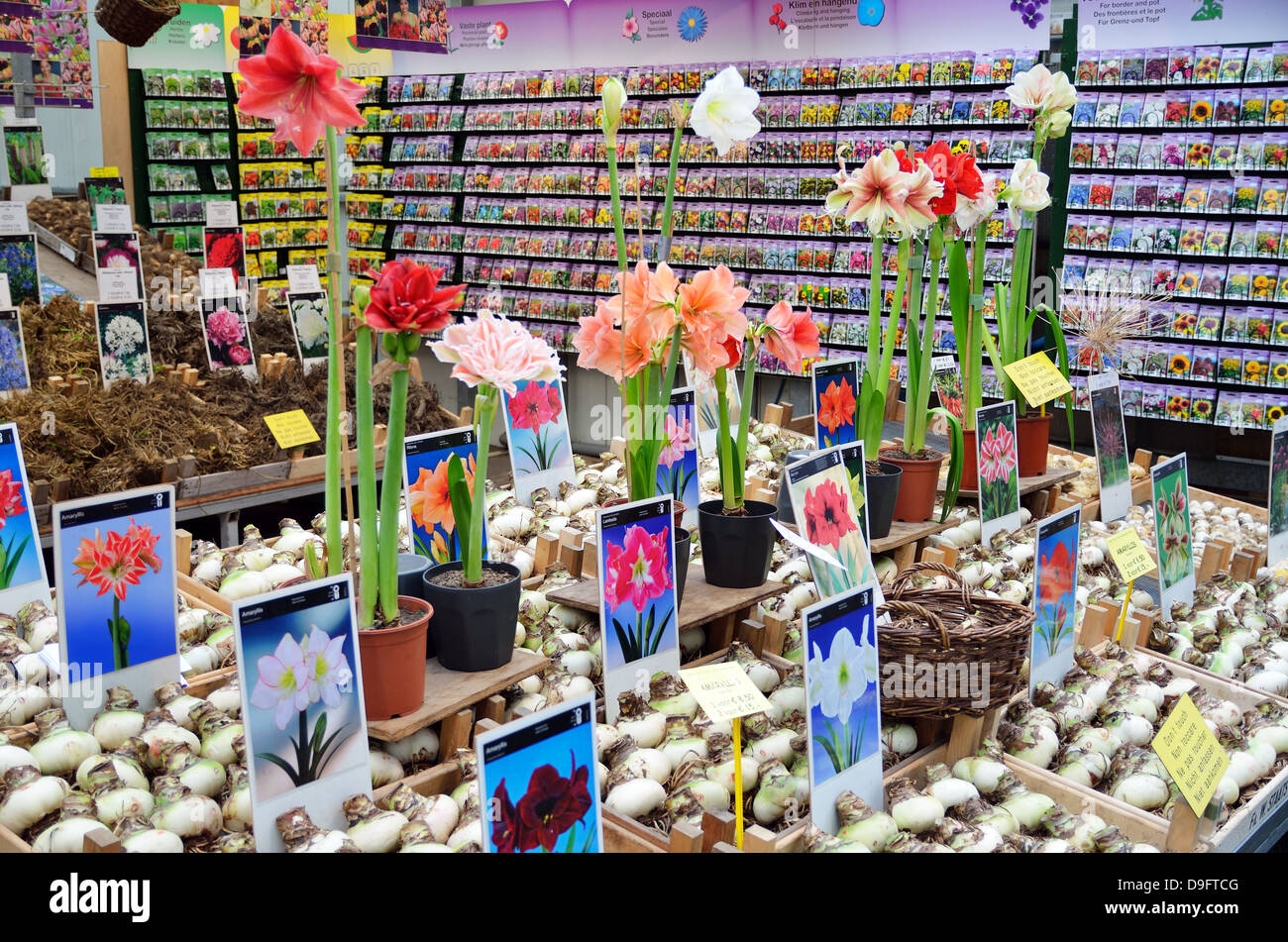 Flower Market, Amsterdam, Netherlands -  Jan 2012 Stock Photo