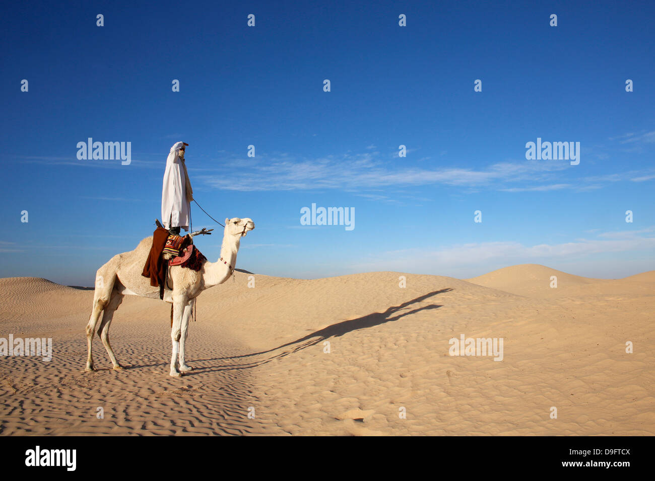 Dromedary rider in the Sahara, Douz, Kebili, Tunisia, Africa Stock Photo