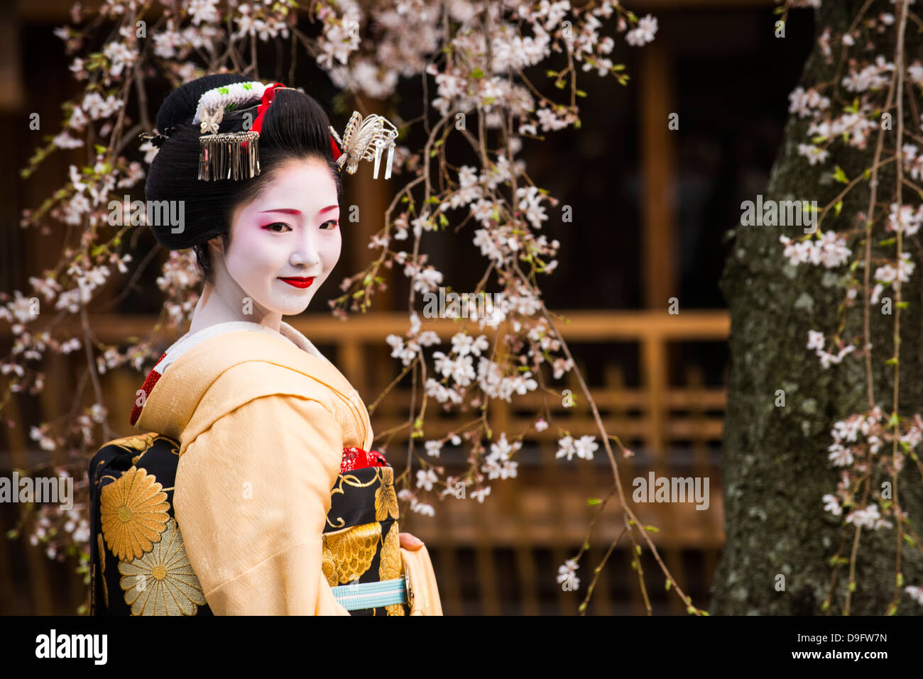 Real Geisha posing before a cherry blossom tree in the Geisha quarter of Gion in Kyoto, Japan Stock Photo