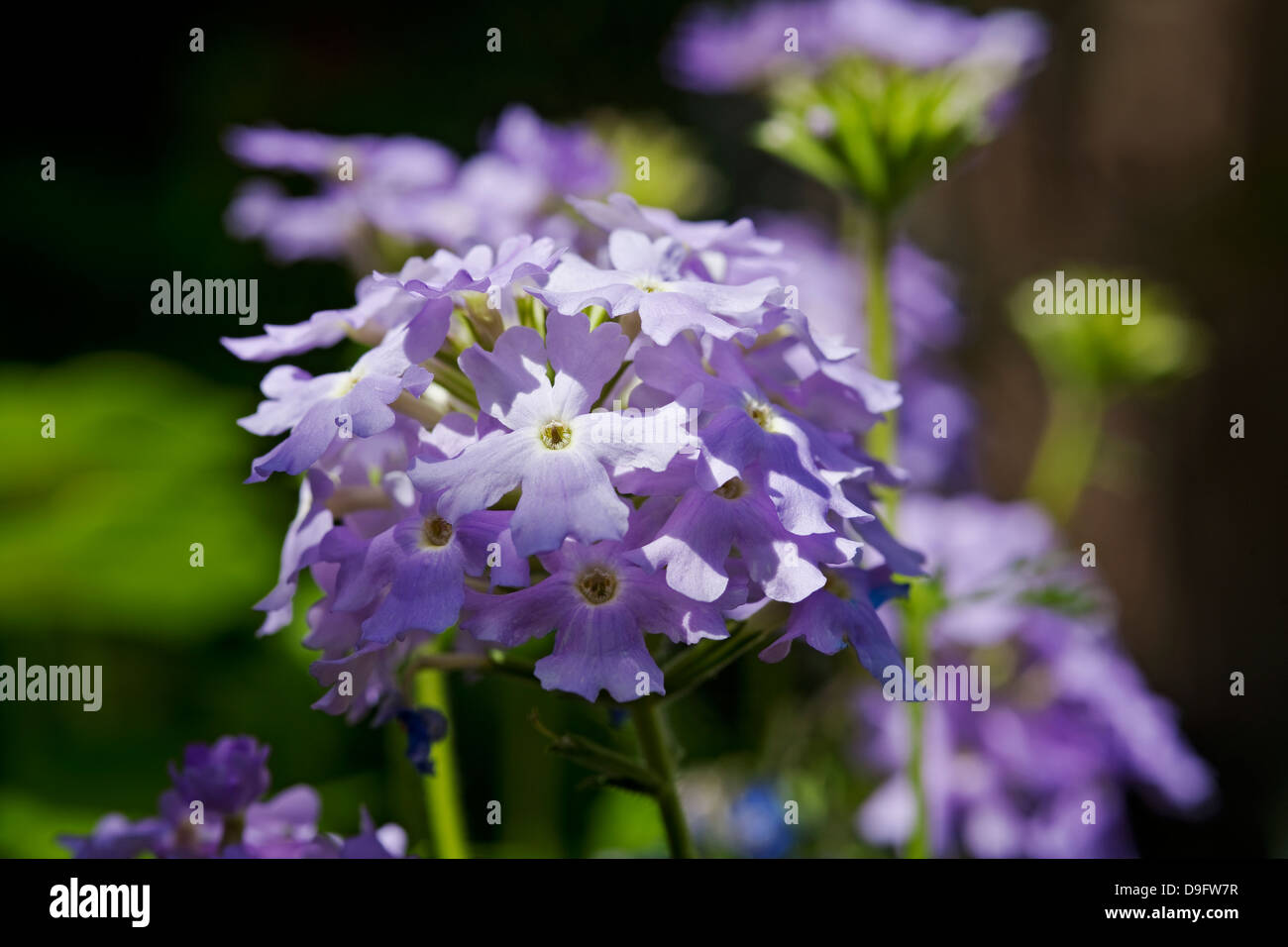 Close up of purple light blue trailing verbena flower flowers in summer England UK United Kingdom GB Great Britain Stock Photo