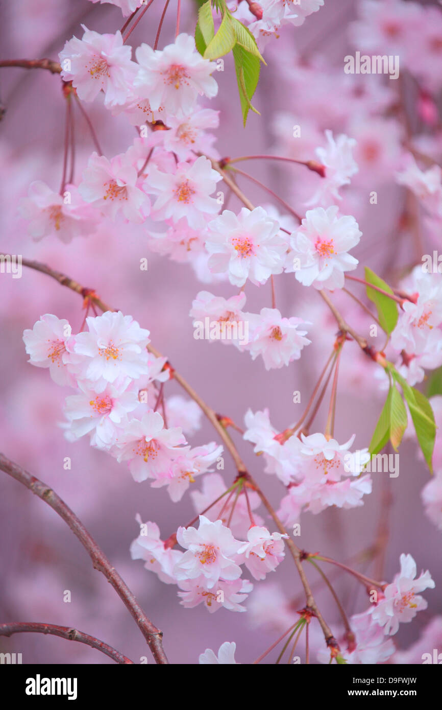 Hirosaki park cherry blossoms hi-res stock photography and images - Alamy
