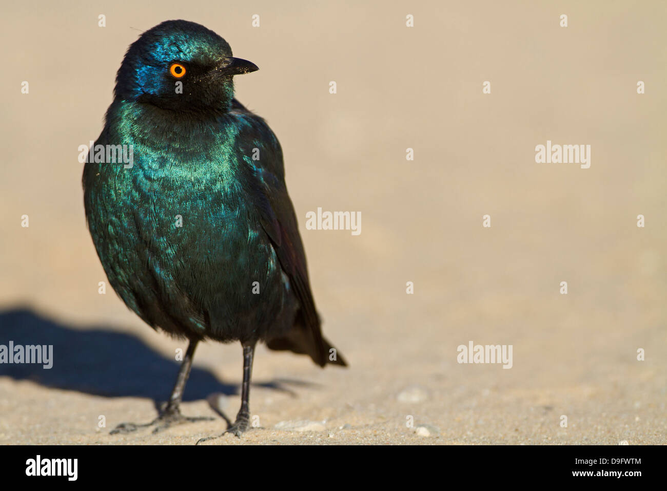 Red-shouldered Glossy Starling, Red-shouldered Glossy-Starling, Lamprotornis nitens, Rotschulter-Glanzstar Stock Photo