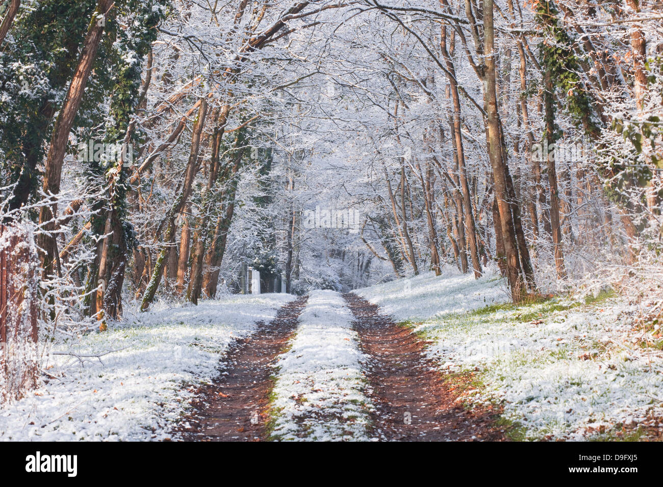 Snow covered trees in the Loire Valley area, Loir-et-Cher, Centre, France Stock Photo