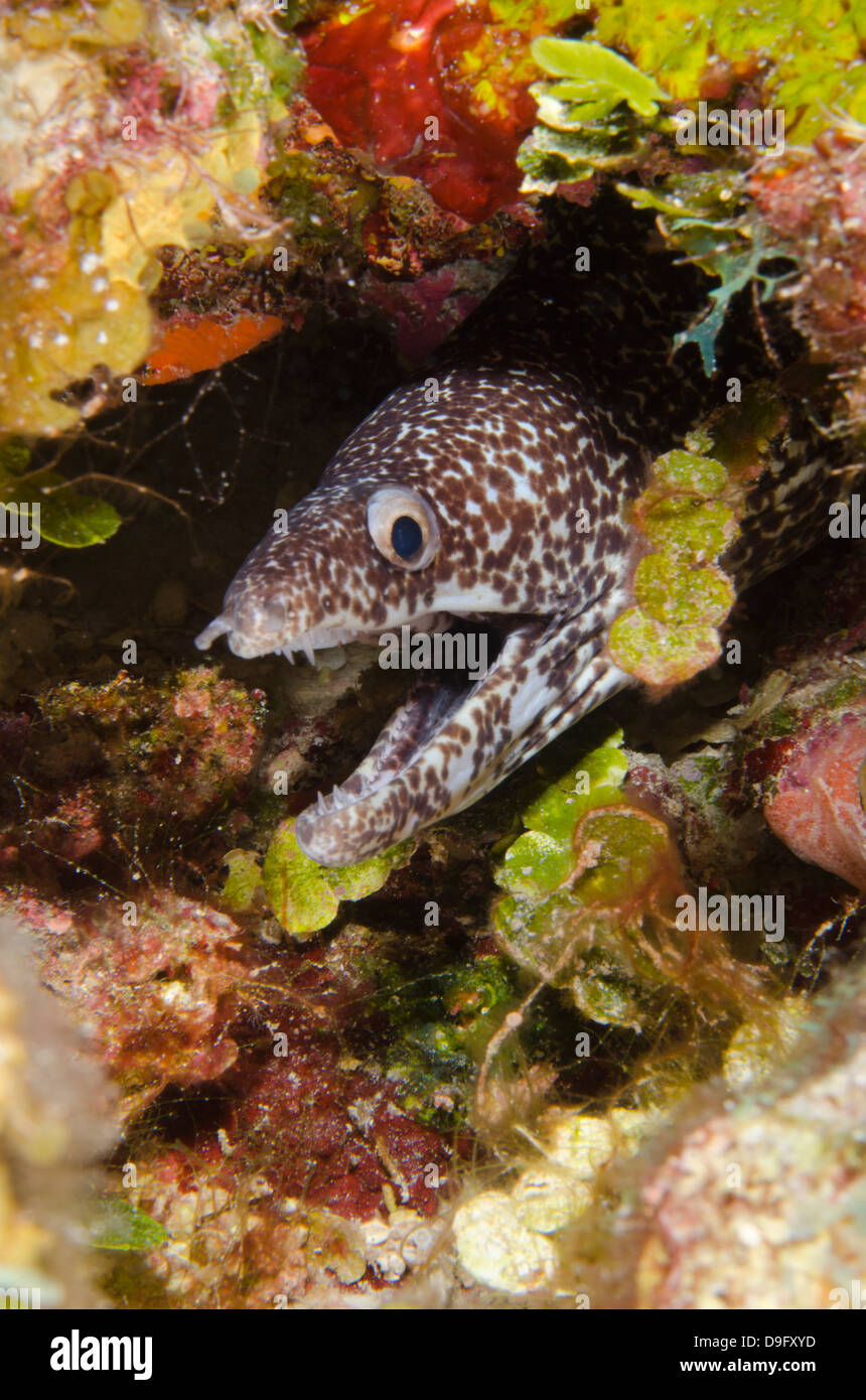 Spotted moray eel in reef, Turks and Caicos Islands, West Indies, Caribbean Stock Photo