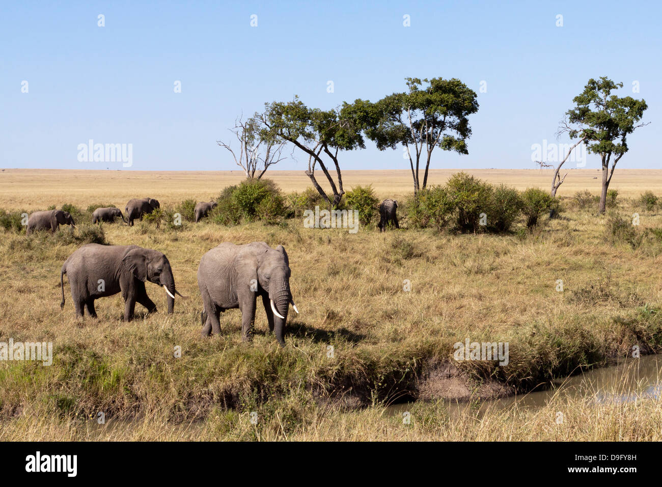 A herd of African elephants (Loxodonta africana) at a watering hole, Masai Mara, Kenya Stock Photo