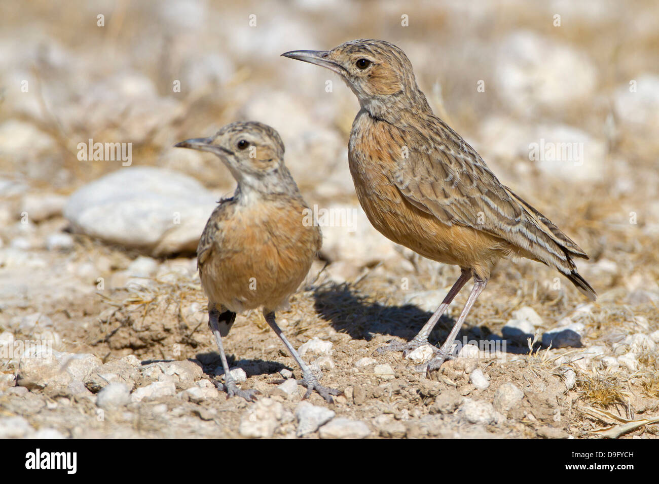 Zirplerche, Spike-heeled Lark, Chersomanes albofasciata Stock Photo