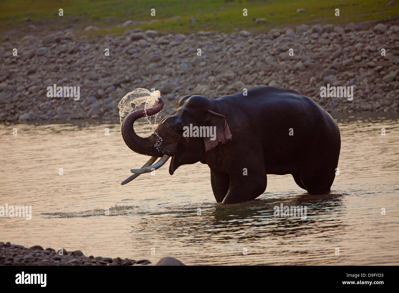 Elephants take a bath Stock Photo Alamy