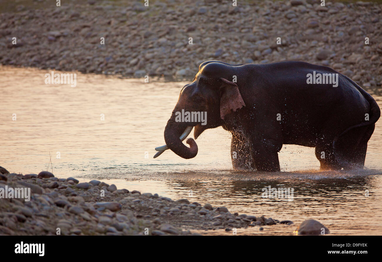 Elephant washing in the river Elephants take a bath Stock Photo Alamy