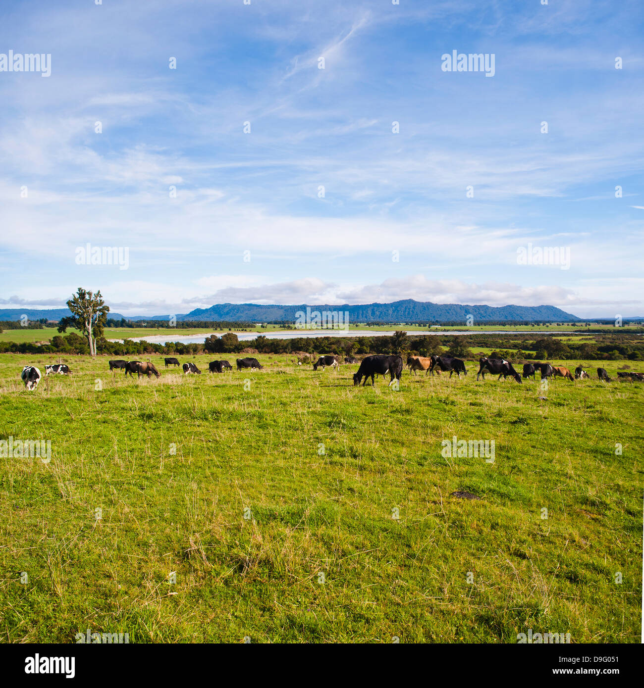 Herd of cows on farmland on the West Coast, South Island, New Zealand Stock Photo