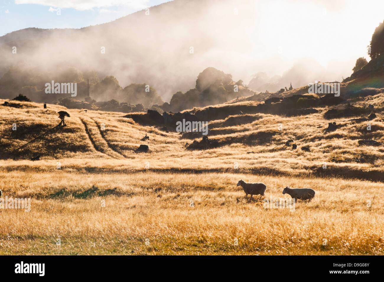 Canaan Downs Scenic Reserve at sunrise, Abel Tasman National Park, South Island, New Zealand Stock Photo
