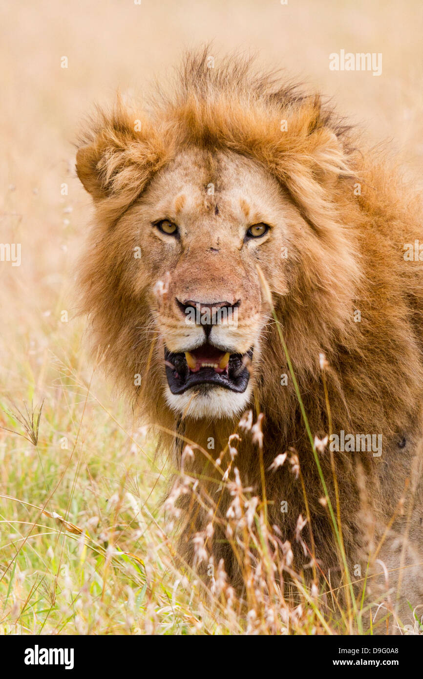 Portrait of a male African lion - Panthera leo, Masai Mara, Kenya Stock ...