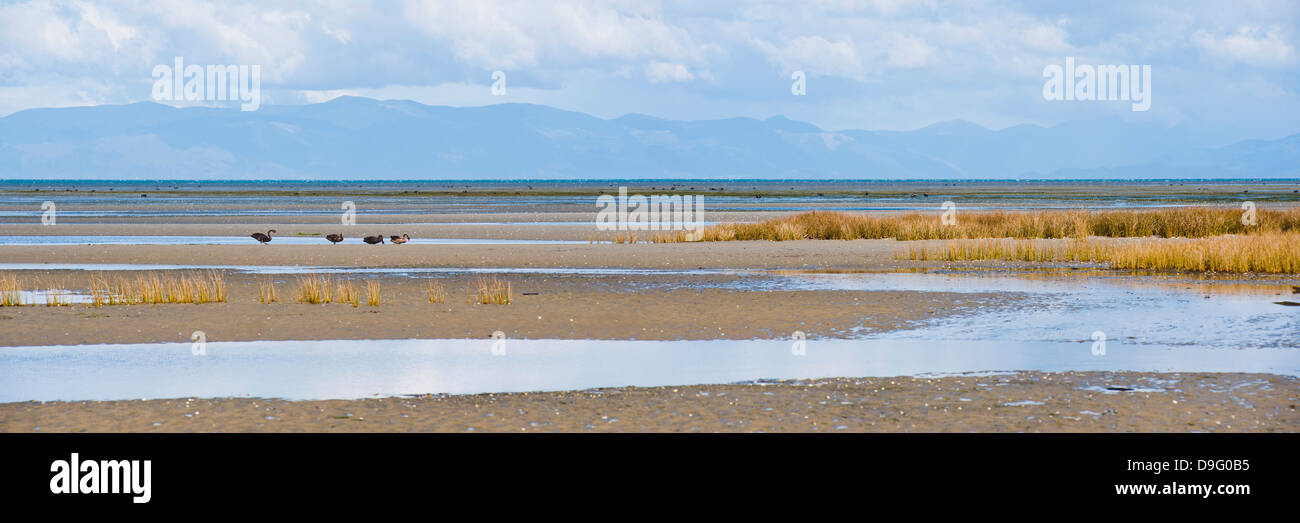Birds and mountains at Farewell Spit, Golden Bay, Tasman Region, South Island, New Zealand Stock Photo
