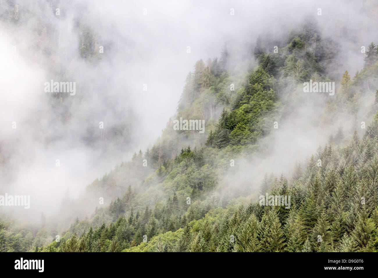 Fog-shrouded forest near Juneau, Southeast Alaska, USA Stock Photo