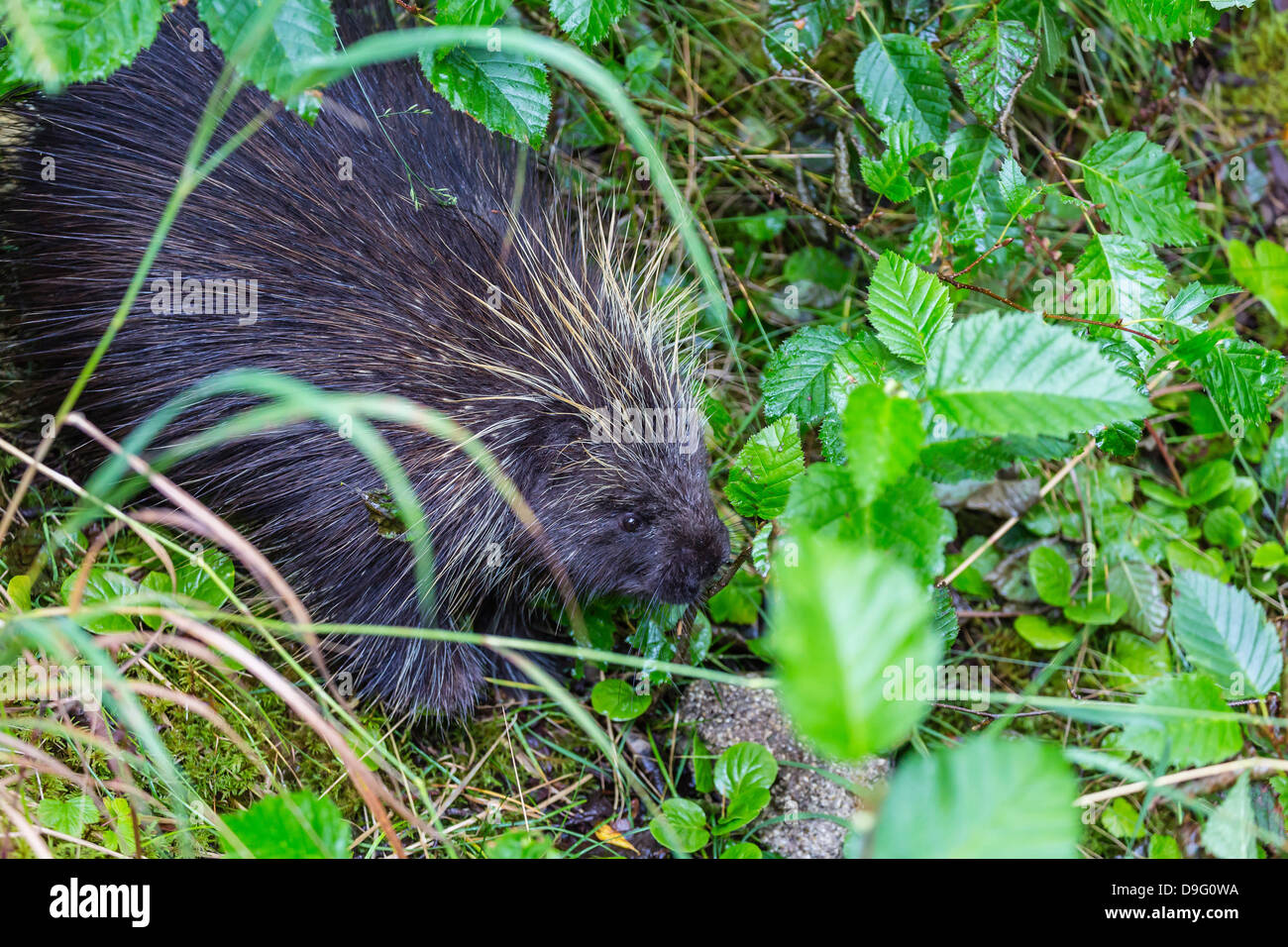Adult porcupine (Erethizon dorsatum) foraging near Mendenhall Glacier, Southeast Alaska, USA Stock Photo