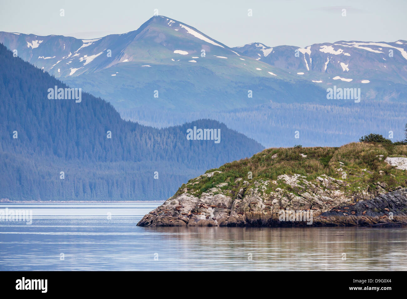 Northern (Steller) sea lions (Eumetopias jubatus), South Marble Island, Glacier Bay National