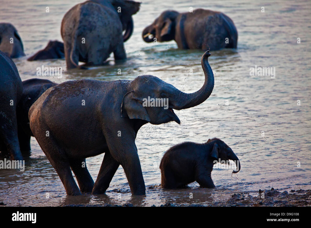 Elephant washing in the river Stock Photo Alamy
