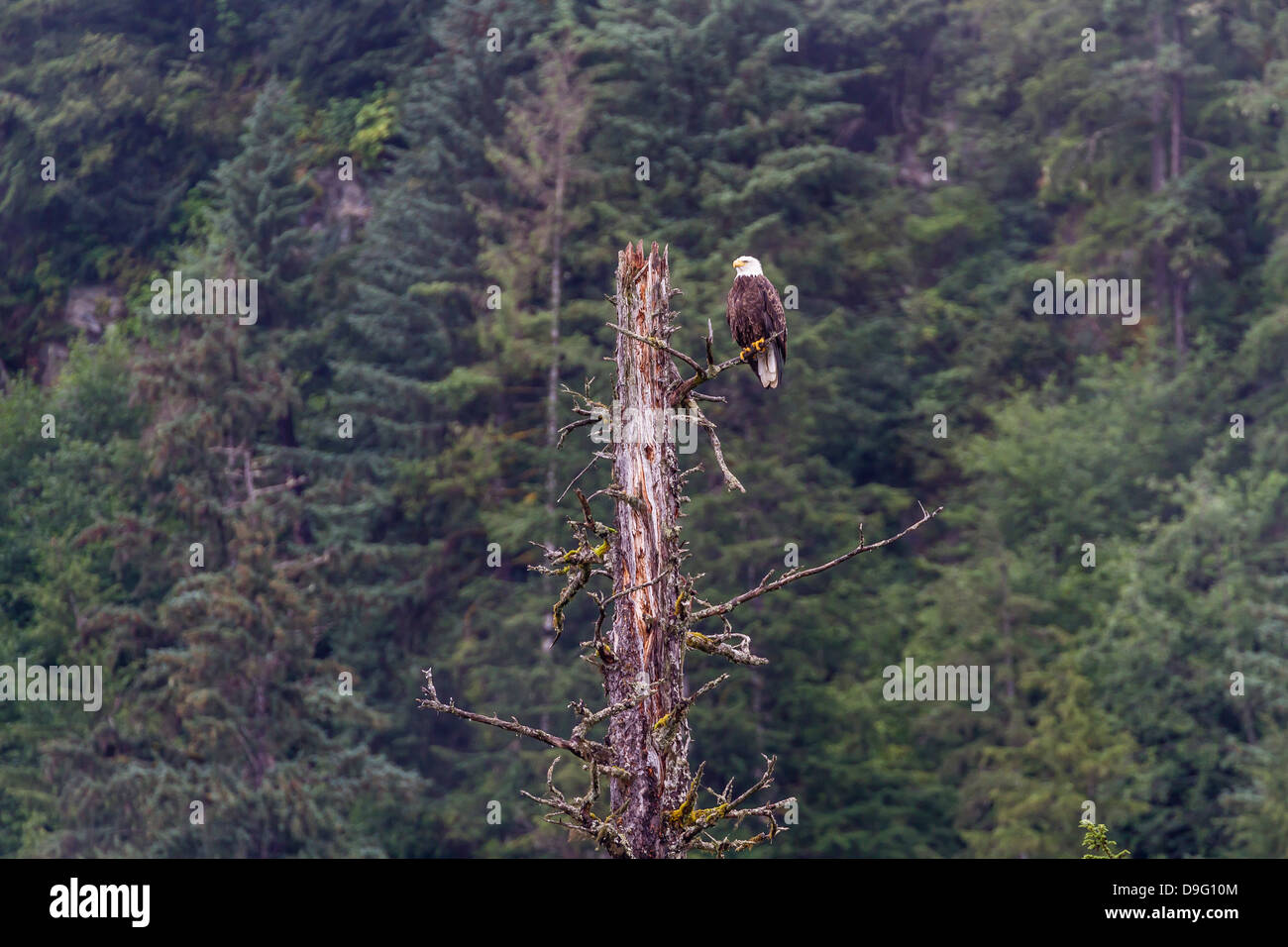 Adult bald eagle (Haliaeetus leucocephalus), near LeConte Glacier, Southeast Alaska, USA Stock Photo