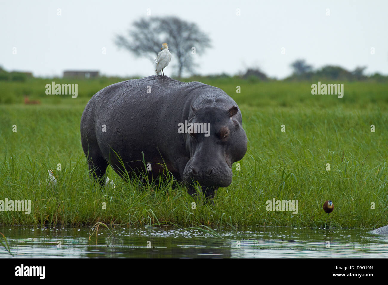 Hippopotamus (Hippopotamus amphibius), and Cattle Egret, by Chobe River, Chobe National Park, Kasane, Botswana, Africa Stock Photo