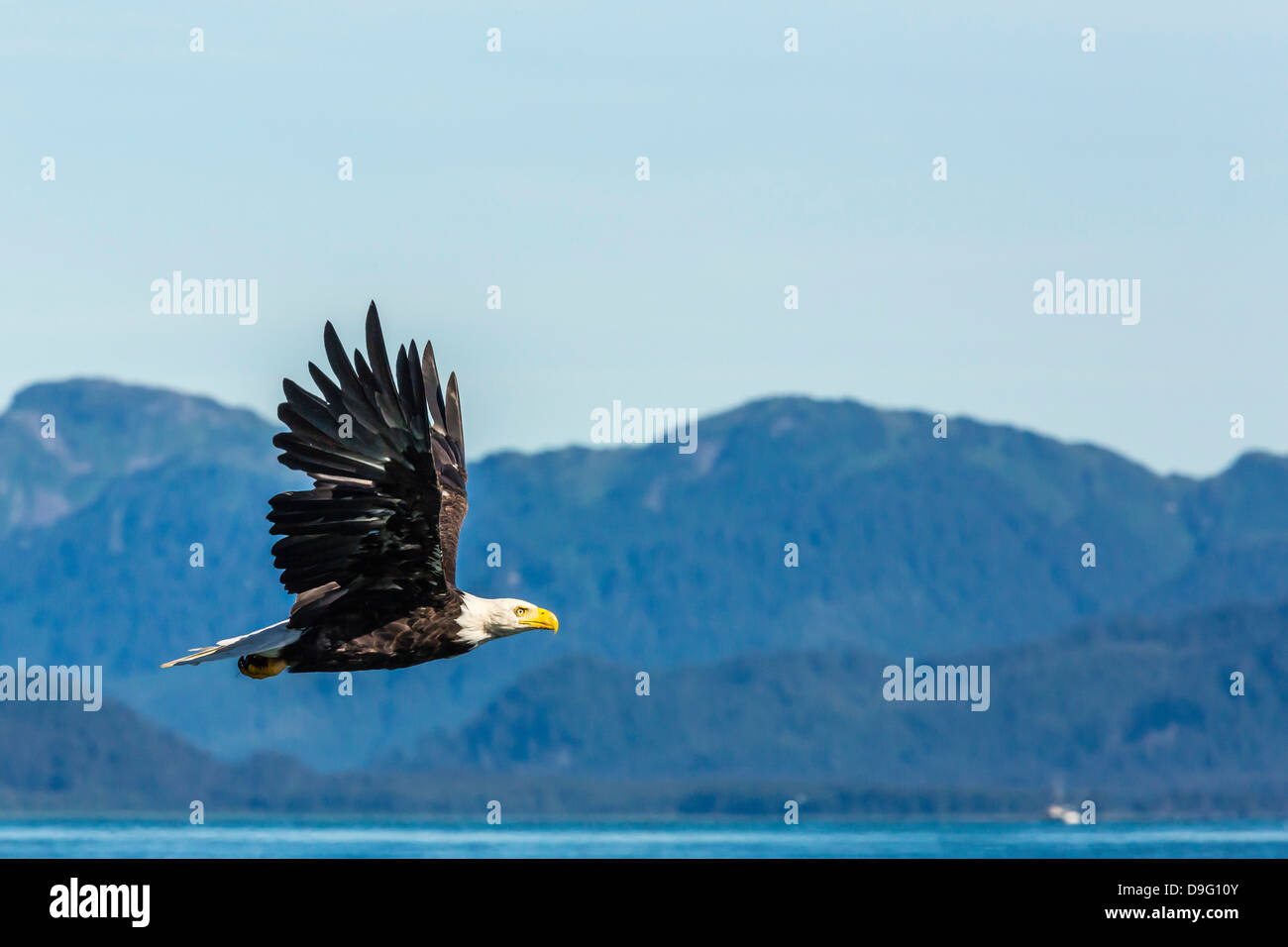 Adult bald eagle (Haliaeetus leucocephalus), Inian Pass, Southeast Alaska, USA Stock Photo