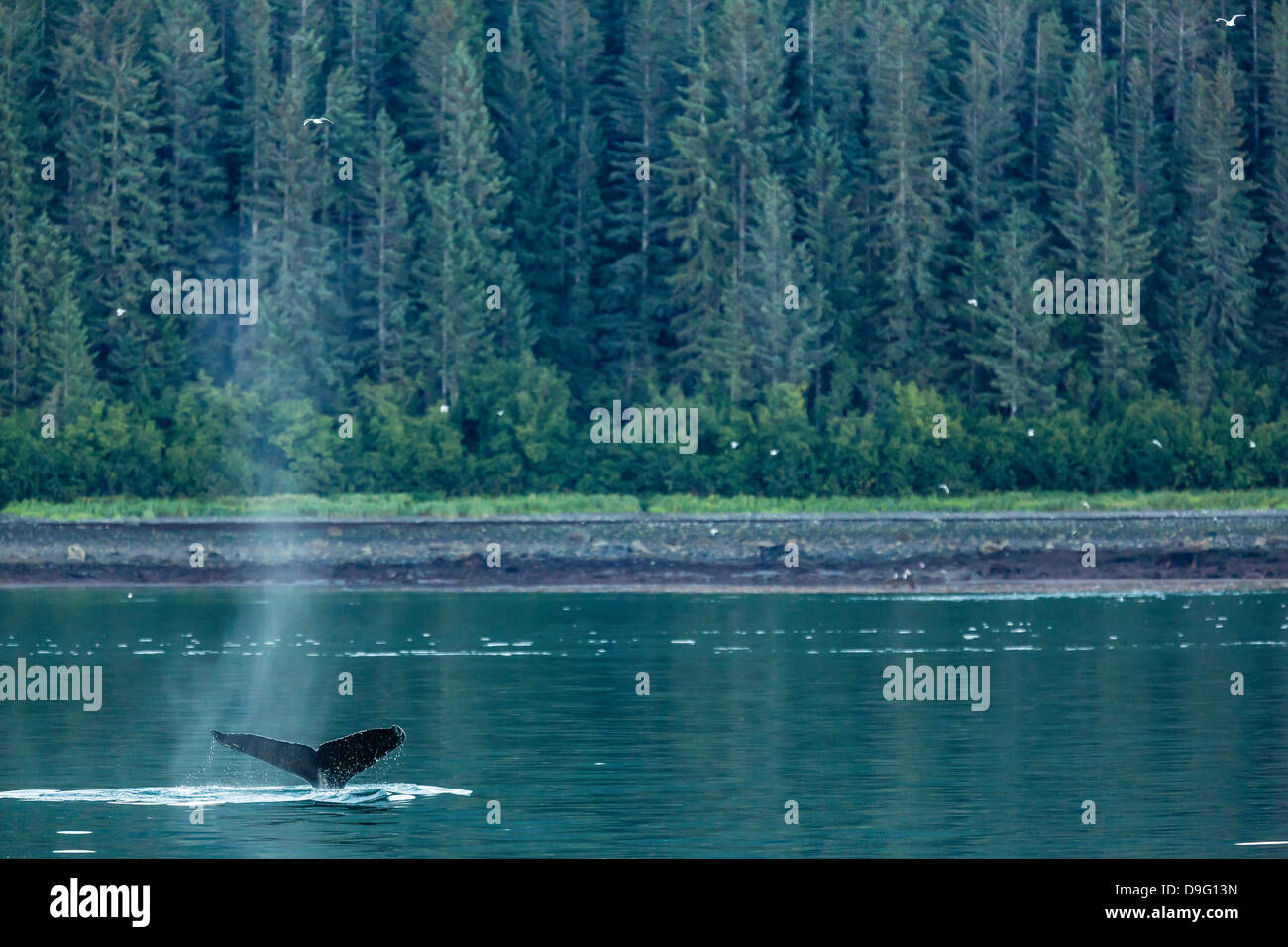 Humpback Whale Alaska Scenery High Resolution Stock Photography and ...