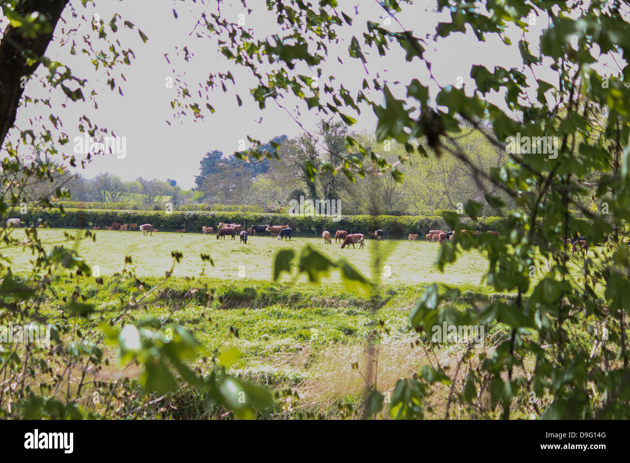 Pictured is cattle on a field close to the Battle of the Boyne museum. Stock Photo