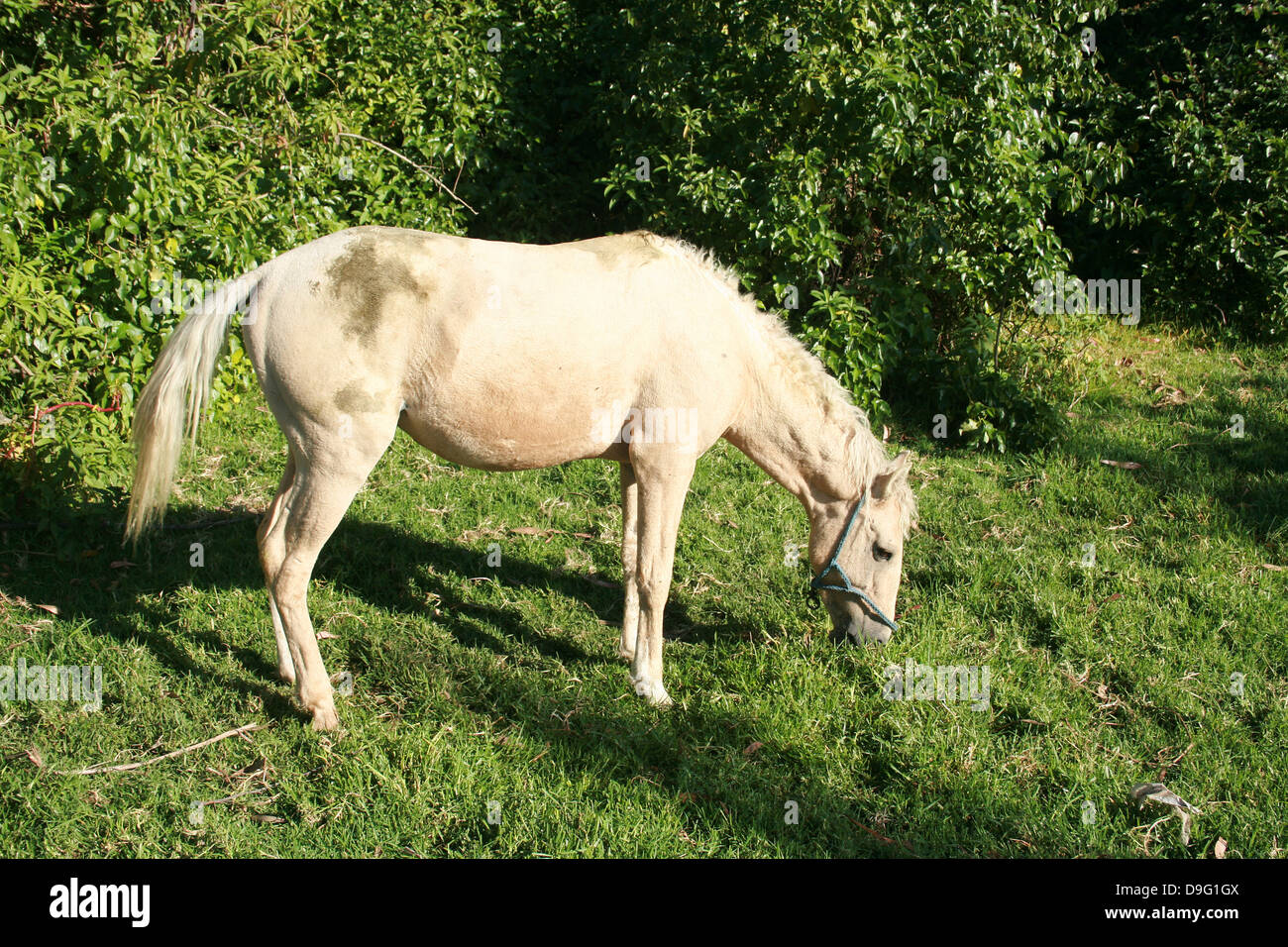 A white horse grazing in a farmers pasture in Cotacachi, Ecuador Stock Photo