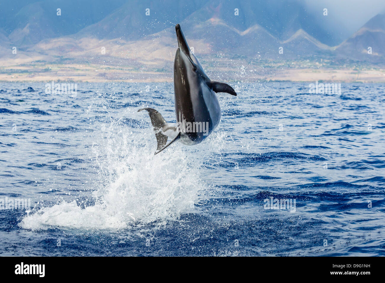 Hawaiian spinner dolphin (Stenella longirostris), AuAu Channel, Maui