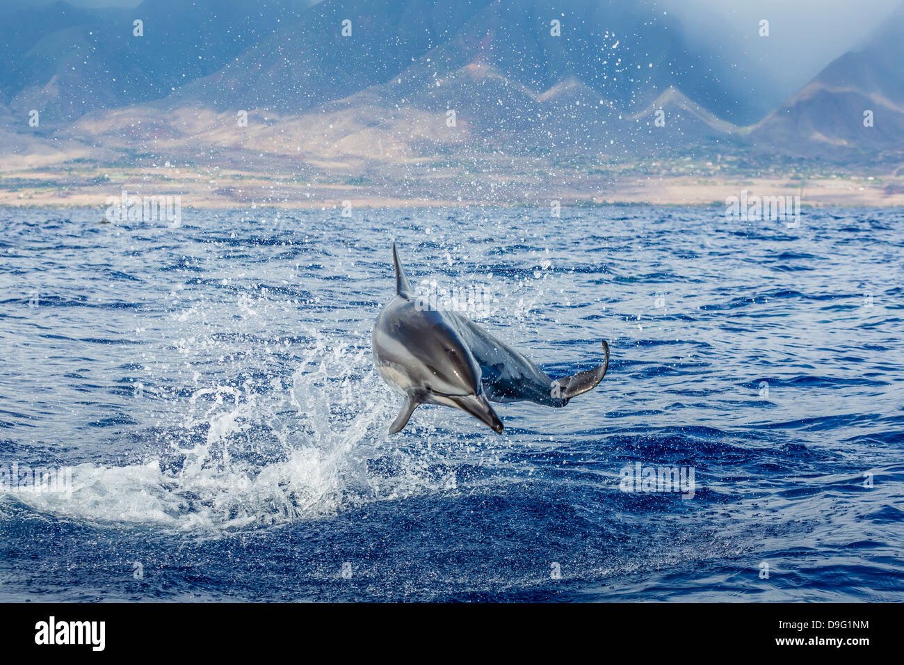 Hawaiian spinner dolphin (Stenella longirostris), AuAu Channel, Maui