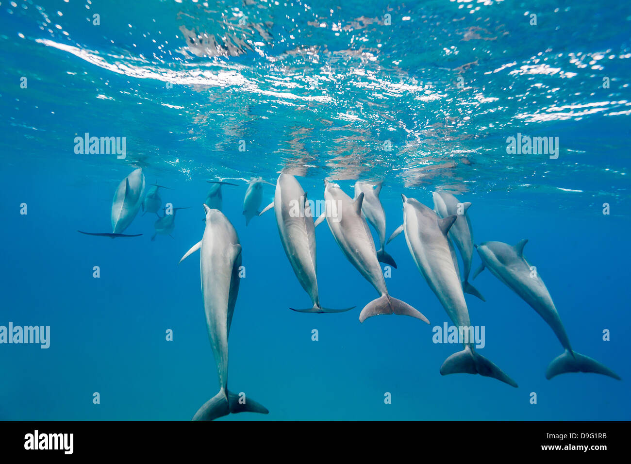 Hawaiian spinner dolphins (Stenella longirostris), AuAu Channel, Maui, Hawaii, United States of America Stock Photo