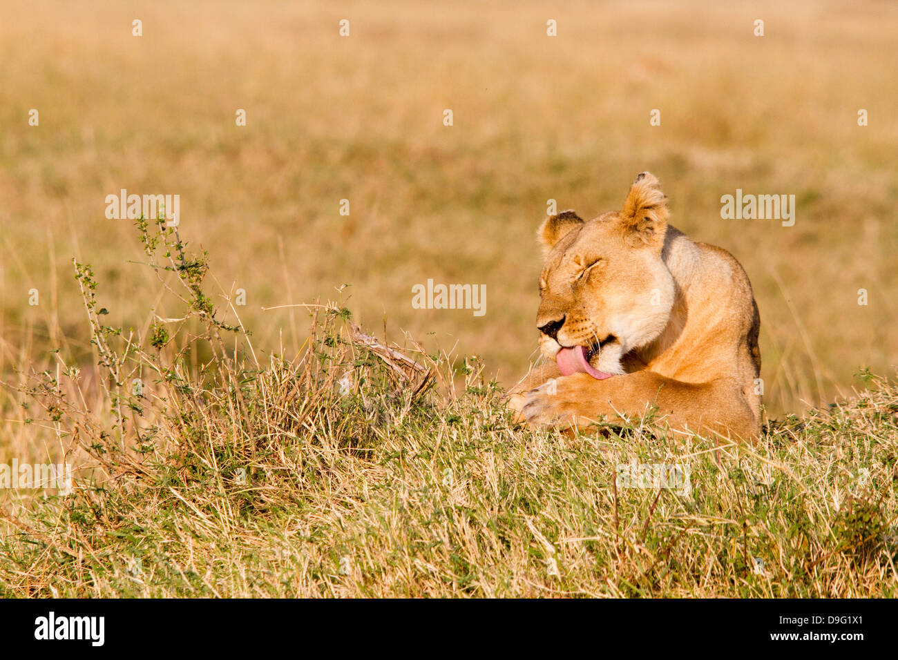 Lioness - Panthera leo, Masai Mara, Kenya, Africa Stock Photo - Alamy