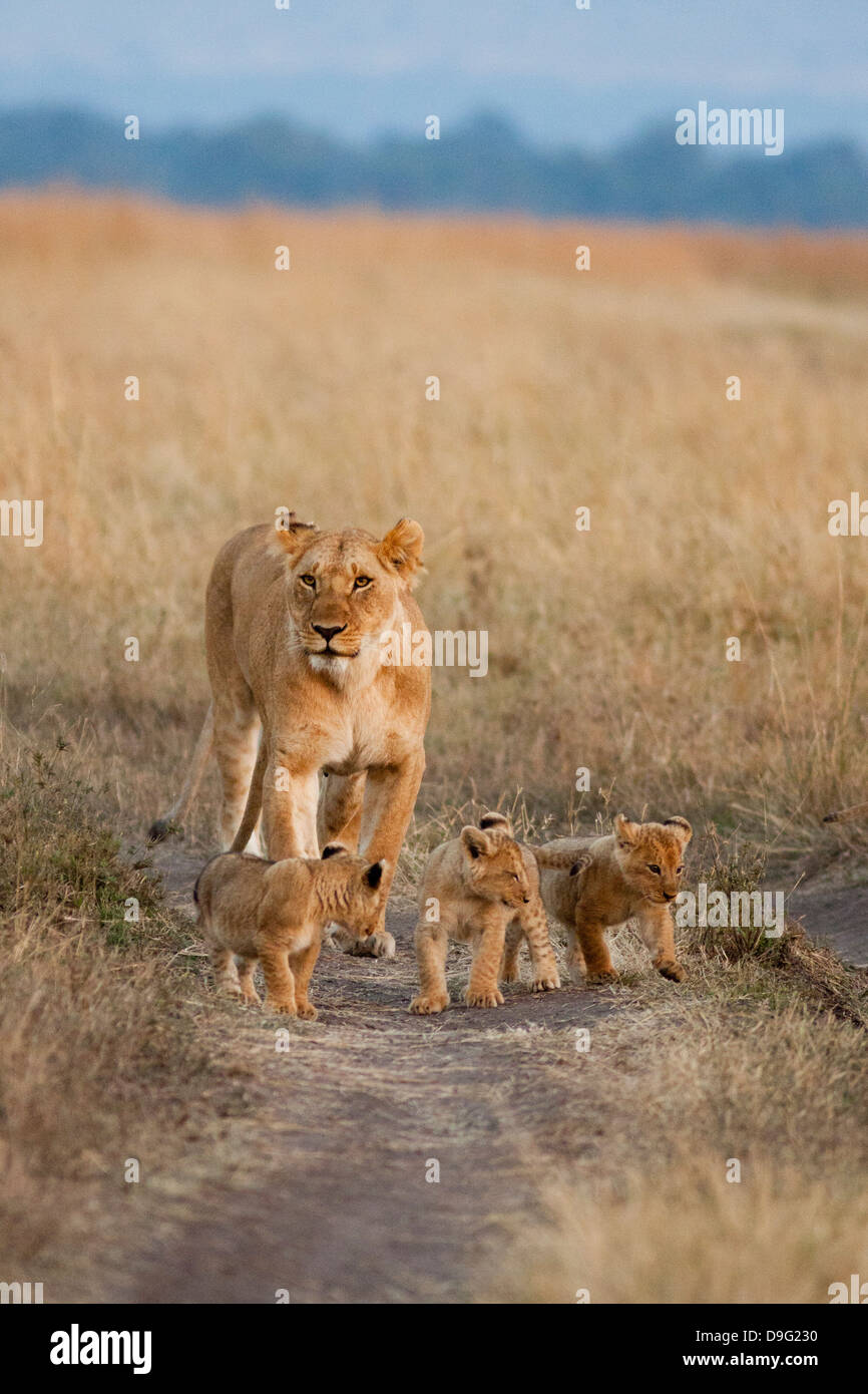 Lioness - Panthera leo and cubs, Masai Mara, Kenya, Africa Stock Photo ...