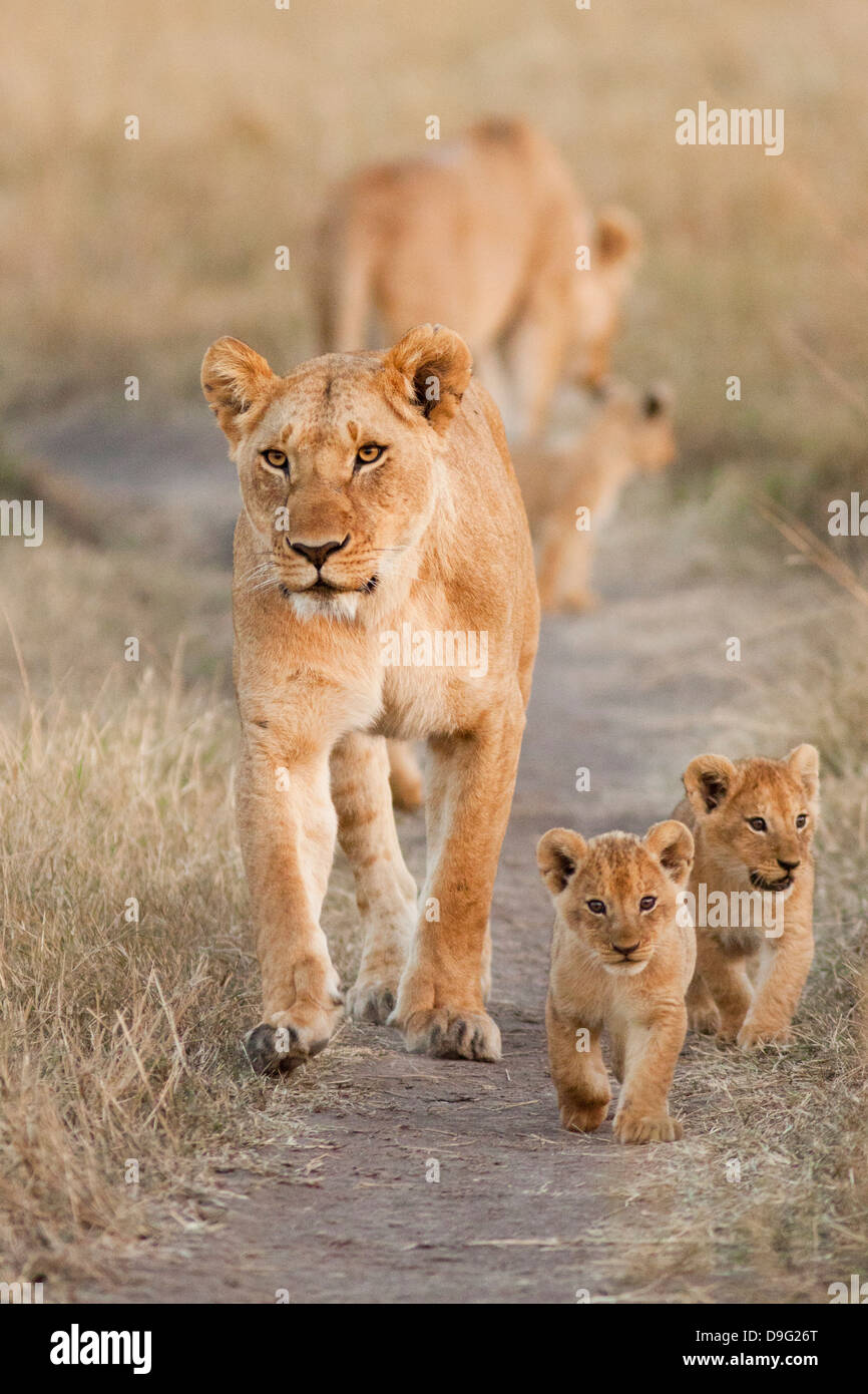 Lioness - Panthera leo and cubs, Masai Mara, Kenya, Africa Stock Photo ...