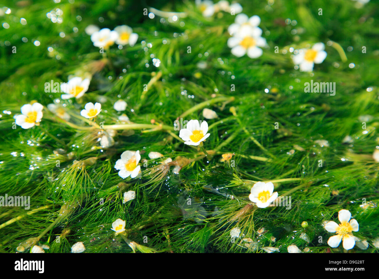 Waterweed flowers Stock Photo